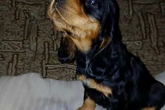 Cocker Spaniel Angielski piesek, Łódzkie, Sieradz