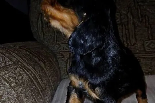 Cocker Spaniel Angielski piesek, Łódzkie, Sieradz
