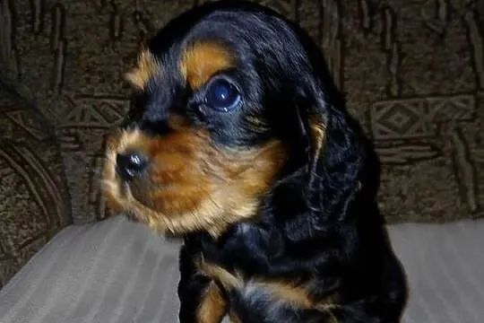 Cocker Spaniel Angielski piesek, Łódzkie, Sieradz