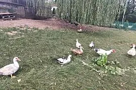 Sprzedam kaczki i kaczory