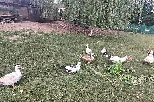 Sprzedam kaczki i kaczory