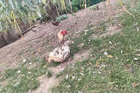 Sprzedam kaczki i kaczory, Małopolskie, Biała Niżna