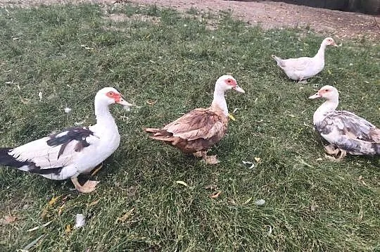Sprzedam kaczki i kaczory, Małopolskie, Biała Niżna