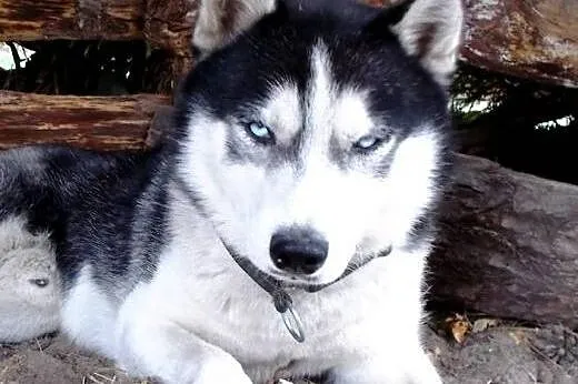 ALPEN szuka odpowiedzialnego domu,  łódzkie Łódź