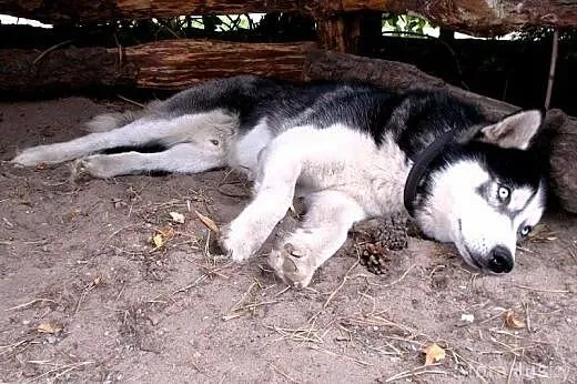 ALPEN szuka odpowiedzialnego domu,  łódzkie Łódź