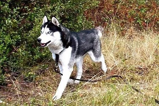 ALPEN szuka odpowiedzialnego domu,  łódzkie Łódź