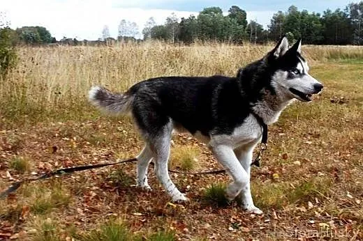 ALPEN szuka odpowiedzialnego domu,  łódzkie Łódź
