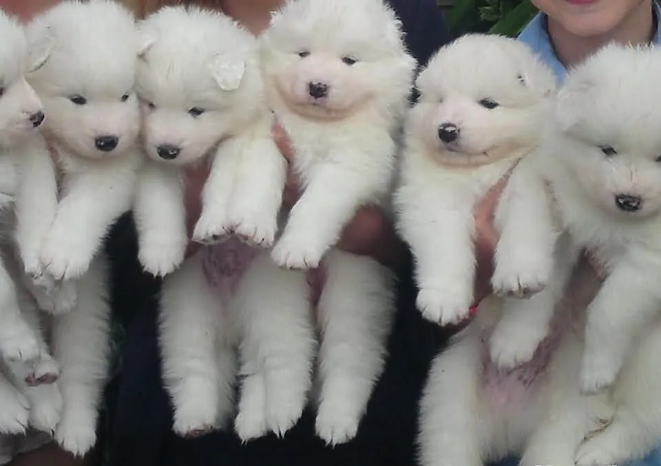 Czystej krwi Szczeniaki Samoyed (do przyjecia)