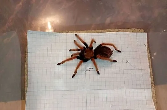 ptasznik Brachypelma Boehmei 4DC samiec, Mazowieckie, Pogorzelec