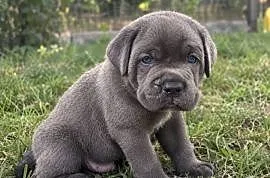 Cane Corso Italiano szczenięta
