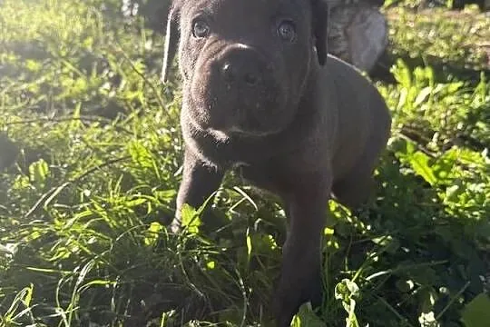 Cane Corso Italiano szczenięta, Łódzkie, Kutno
