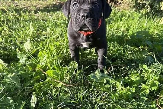 Cane Corso Italiano szczenięta, Łódzkie, Kutno