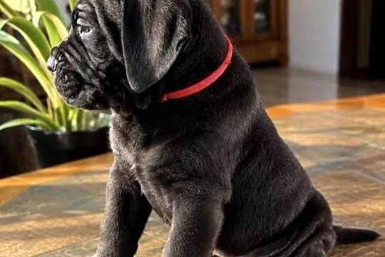 Cane Corso Italiano szczenięta, Łódzkie, Kutno