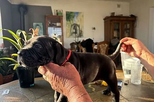 Cane Corso Italiano szczenięta, Łódzkie, Kutno