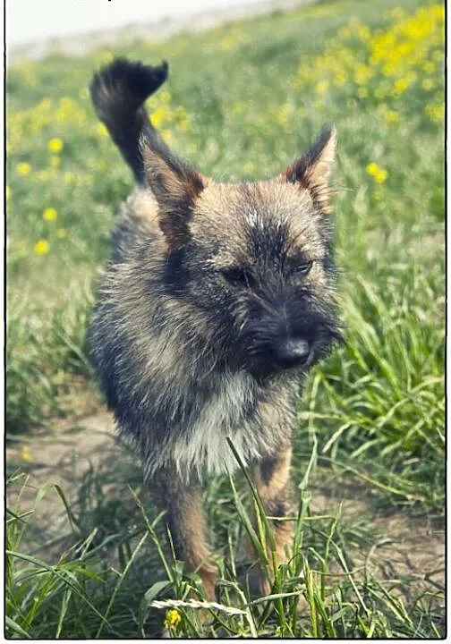 Roza cudo nad cudami do adopcji :), łódzkie Łódź