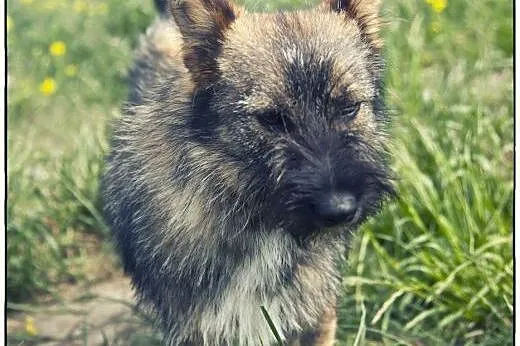 Roza cudo nad cudami do adopcji :),  łódzkie Łódź