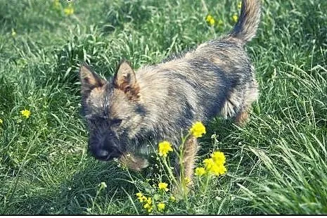 Roza cudo nad cudami do adopcji :),  łódzkie Łódź