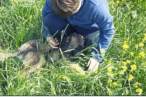 Roza cudo nad cudami do adopcji :),  łódzkie Łódź