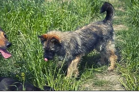 Roza cudo nad cudami do adopcji :),  łódzkie Łódź