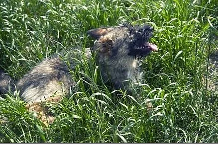 Roza cudo nad cudami do adopcji :),  łódzkie Łódź
