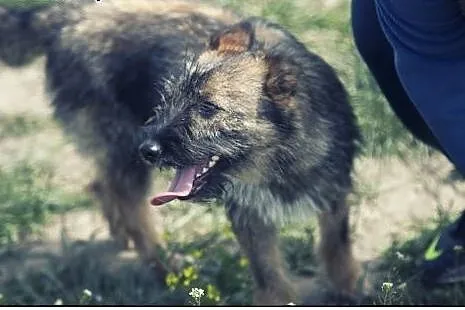 Roza cudo nad cudami do adopcji :),  łódzkie Łódź