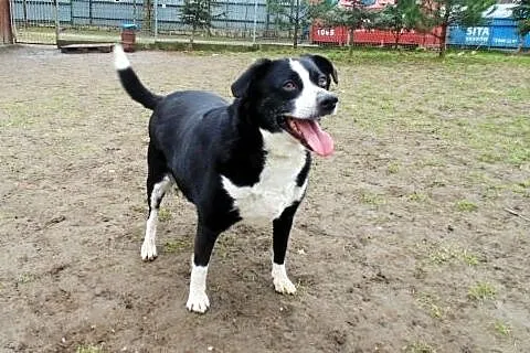 7 letni, cudowny FIDO poleca się do adopcji :),  małopolskie Kraków