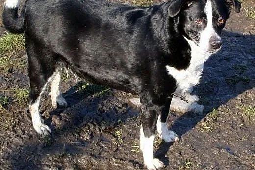 7 letni, cudowny FIDO poleca się do adopcji :),  m