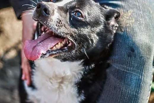 7 letni, cudowny FIDO poleca się do adopcji :),  m