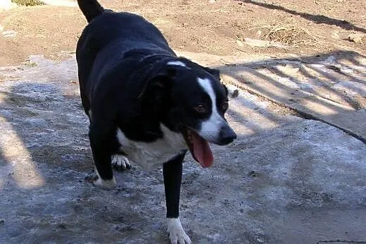 7 letni, cudowny FIDO poleca się do adopcji :),  m