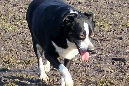 7 letni, cudowny FIDO poleca się do adopcji :),  m