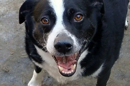 7 letni, cudowny FIDO poleca się do adopcji :),  m