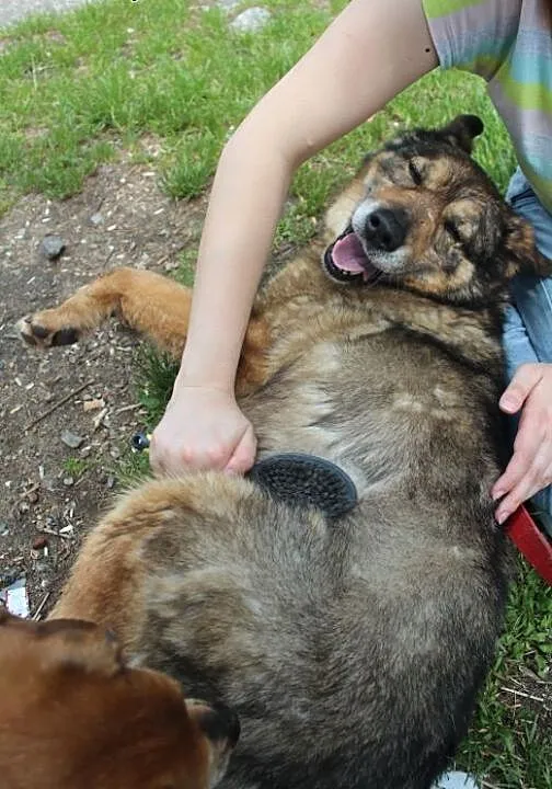 Florek - starszak do adopcji , dolnośląskie Jelen