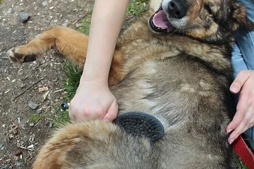 Florek - starszak do adopcji ,  dolnośląskie Jelen