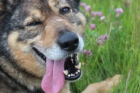 Florek - starszak do adopcji ,  dolnośląskie Jelen