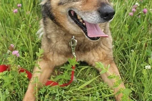 Florek - starszak do adopcji ,  dolnośląskie Jelen