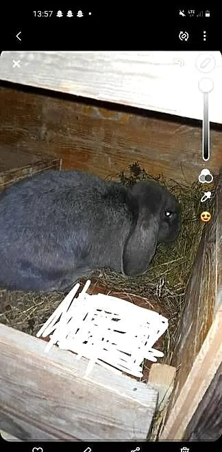 Samica baran fracuski, Podkarpackie, Kamień