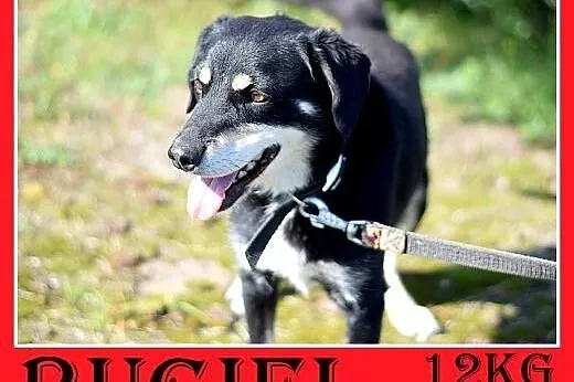 12kg,spokojny,łagodny, średni piesek BUGIEL.Adopcja,  małopolskie Kraków