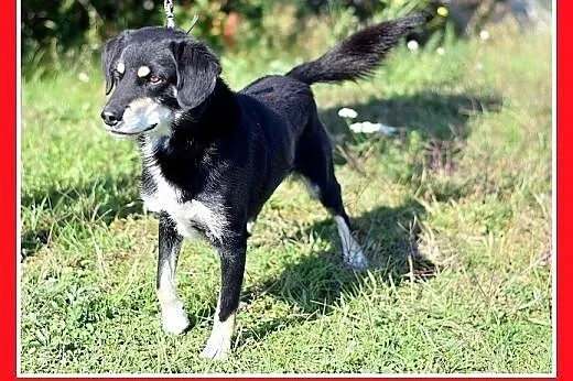 12kg,spokojny,łagodny, średni piesek BUGIEL.Adopcj