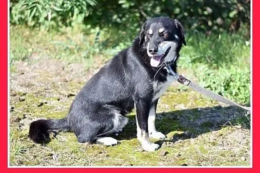 12kg,spokojny,łagodny, średni piesek BUGIEL.Adopcj