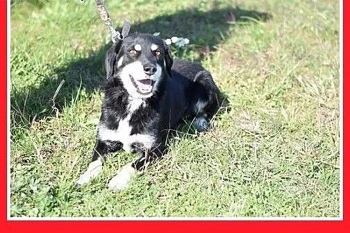 12kg,spokojny,łagodny, średni piesek BUGIEL.Adopcj
