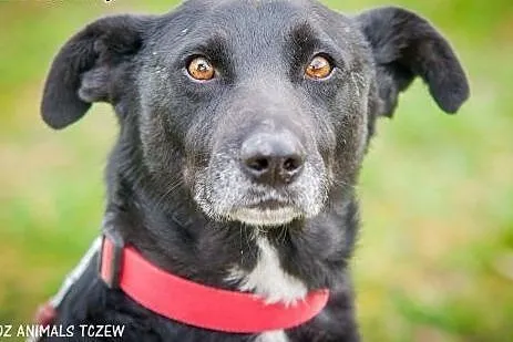 OTOZ Animals - Draco - cudowny, spokojny czarnusze
