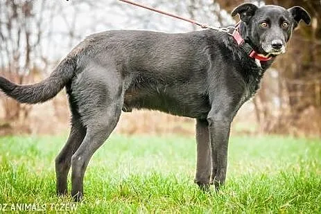 OTOZ Animals - Draco - cudowny, spokojny czarnusze