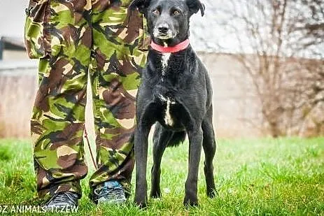 OTOZ Animals - Draco - cudowny, spokojny czarnusze