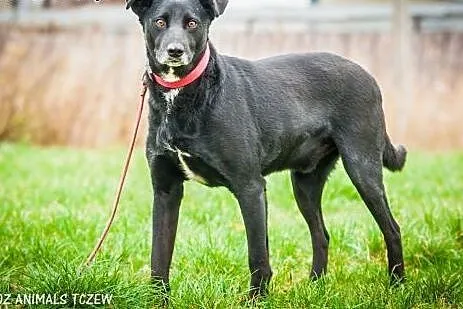 OTOZ Animals - Draco - cudowny, spokojny czarnusze