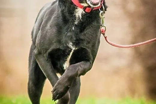 OTOZ Animals - Draco - cudowny, spokojny czarnusze
