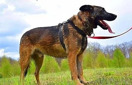 ARES - piękny, młody pies w typie owczarka belgijs