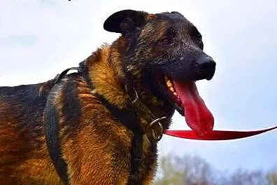 ARES - piękny, młody pies w typie owczarka belgijs