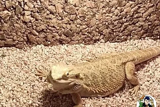 Agama brodata samica 3 letnia