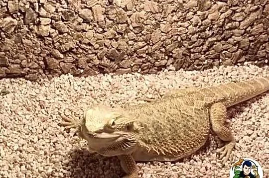 Agama brodata samica 3 letnia, Mazowieckie, Warszawa