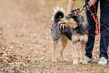 Foks - uroczy szorściak do adopcji!,  mazowieckie 